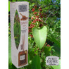 Buy Sweet Home Collection - Sandalwood Home Fragrance 100 ml at only €2.90 on Capitanstock