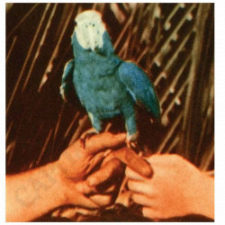 Buy Andrew Bird - Are You Serious CD at only €5.90 on Capitanstock